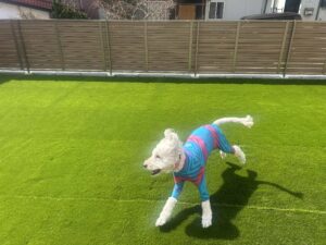 「ぼくのドックランが出来た！！」